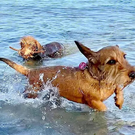 Διαμέρισμα Obj. 48, 2-4 Personen, Balkon, Hund, Wlan, Strandnah,
